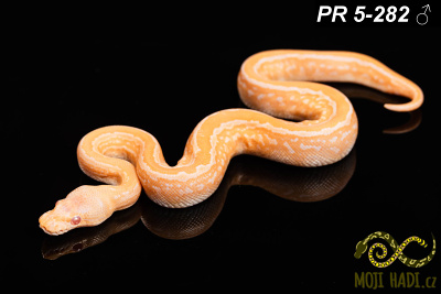 hadi na prodej, mládě, český chov hadů, odchov hadů, mojihadi.cz, Python regius, ballpython, krajta královská, Albino, pinstripe, black pastel, het Clown